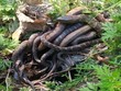 Những con rắn nước tập trung trong công viên Lakeland để giao phối. Ảnh: WSVN.