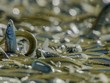 Cá grunion chen nhau trườn lên bãi biển đẻ trứng