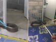 Hổ mang chúa 4,5 m cuộn mình quanh bồn cầu
