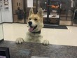 Chico không có vẻ lo lắng gì khi bước vào đồn cảnh sát.