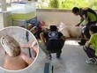 Hổ mang chúa 4 mét cố thủ dưới bể cá