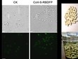 Hình ảnh vắc-xin dạng uống do trường đại học Thiên Tân, Trung Quốc cung cấp (Ảnh: Đại học Thiên Tân).