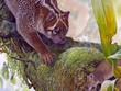 Mô phỏng Lekaneleo roskellyae săn mồi trong rừng mưa ở đầu thế Trung Tân. Ảnh: CNN.
