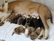 Cali chăm sóc đàn con đông đúc. Ảnh: Sun.