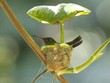 Chim ruồi xây tổ có mái che mưa