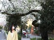 Người dân đeo khẩu trang phòng lây nhiễm COVID-19 tại Tokyo, Nhật Bản, ngày 22/3. (Ảnh: THX/TTXVN).