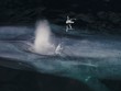 Cá voi xanh phun nước khiến drone chao đảo