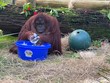 Ảnh: CenterForGreatApes.
