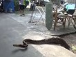 Trăn 4 m nấp trên mái nhà sau khi nuốt chửng mèo
