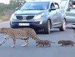 Báo hoa mai mẹ ân cần dìu con nhỏ băng qua đường