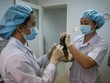 Thử nghiệm vaccine Covid-19 trên chuột.
