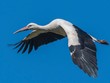 Ảnh Shutterstock.