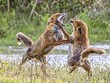 Đôi cáo đỏ há miệng khoe hàm răng sắc nhọn. Ảnh: SWNS.