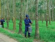 Cao su Thống Nhất (TNC) đặt mục tiêu tăng lãi cao trong năm 2020