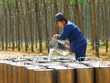 Cao su thiên nhiên: Kl99 nổ hũ phân hóa sau cú sốc đầu ra 