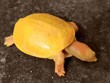 Tìm thấy con rùa có màu vàng óng từ đầu cho đến mai tại Ấn Độ