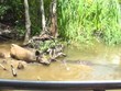 Cái giá của sự tham ăn, lợn rừng đánh đổi bằng chính mạng sống của mình