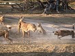 Bảo vệ con nhỏ, sư tử mẹ liều mình chiến đấu với đàn chó hoang hơn chục con