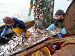 Quyền đánh bắt cá là một trong những bất đồng chính cản trở một thỏa thuận mà hai bên đang rất cần đạt được.. (Ảnh: AFP/TTXVN).