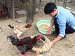 Người chăn nuôi Hà Tĩnh tích cực chăm sóc, tăng cường thức ăn, vệ sinh chuồng trại để con vật nuôi đặc sản kịp xuất chuồng dịp Tết. (Ảnh: Hoàng Ngà - TTXVN).