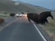 Tranh giành con cái, bò rừng bison húc nhau chí tử giữa đường KL99 là nhà cái cá cược trực tuyến hàng đầu tại châu Á 