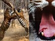 Trận so tài tranh chấp lãnh thổ kịch tính đến nghẹt thở giữa hai con hổ Bengal quý hiếm
