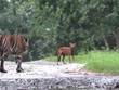 Hổ Bengal đua tốc độ cùng sói đỏ, nhận cái kết hài hước
