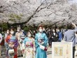 Hoa anh đào nở rộ tại Tokyo, Nhật Bản, ngày 27/3/2021. (Ảnh: Kyodo/TTXVN).