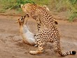 Nỗ lực chống trả, kêu cứu đến rơi cả nước mắt của linh dương trước sự tấn công dữ dội từ báo săn
