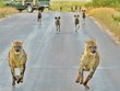 Điều gì sẽ xảy ra khi đàn linh cẩu đối đầu với đàn chó hoang thiện chiến hơn 20 con?