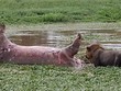 Đang tận hưởng bữa ăn, sư tử gặp tình huống dở khóc dở cười