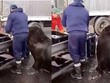 Chú sư tử biển sử dụng tuyệt chiêu để "không làm mà vẫn có ăn"