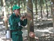 GVR nắm trong tay 402.650 ha cao su tại Việt Nam, Lào và Campuchia. Ảnh Internet