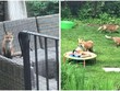Ngôi nhà của người dân bị những vị khách "lắm lông" chiếm dụng làm khu vui chơi
