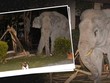 Vào nhà không xin phép, chú voi nặng hơn 4 tấn suýt bị mèo mướp "tẩn" cho một trận