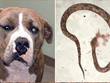Để cứu chủ nhân, chú chó Pitbull dũng cảm đánh nhau với rắn độc và bị cắn sưng cả mặt