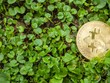 Giá Bitcoin hôm nay ngày 23/7: Niềm tin được củng cố, thị trường tiền điện tử tiếp mạch hồi phục