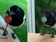 Rảnh rỗi nghỉ Covid-19, anh kỹ sư phát minh ra chiếc máy huấn luyện loài chim thu gom rác thải để đổi lấy đồ ăn