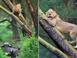 Bộ dạng "không thường thấy" của chúa tể rừng xanh khi bị hơn 100 con trâu rừng châu Phi truy đuổi