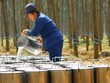 Cao su là mặt hàng tăng trưởng mạnh nhất trong các mặt hàng nông, lâm, thủy Kl994 nhà cái bóng đá world cup khẩu. Ảnh: Dũng Minh.
