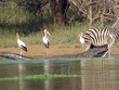 Bị cá sấu sông Nile ngoạm chặt một chân, chú ngựa vằn non vẫn trốn thoát đầy kịch tính