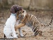 Chú sư tử Bengal bất hạnh bị mẹ ruồng bỏ, may mắn tìm lại được hơi ấm từ người bạn thân khác loài