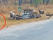 Linh cẩu liều chết đối đầu với đàn chó hoang để bảo vệ thân xác con nhỏ và pha lật kèo cực kỳ ngoạn mục vào phút cuối