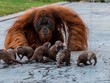 Rái cá làm bạn với đười ươi