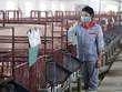 Ngành chăn nuôi đang khó khăn, nhưng kỳ vọng nhu cầu tiêu thụ sẽ phục hồi trong quý IV/2021.