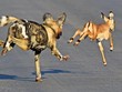 Mệt nhọc mới săn được mồi, chú chó hoang bị linh cẩu và báo săn nẫng tay trên