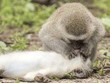 Khoảnh khắc độc đáo: Khỉ sơ cứu, hô hấp nhân tạo để cứu đồng loại bị tai nạn