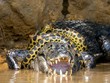 Đại chiến "long tranh hổ đấu" giữa trăn anaconda và cá sấu caiman