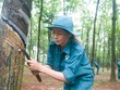 Giá cao su tự nhiên tăng mạnh.