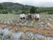 Các chương trình giảm nghèo ở Sơn La đem lại nhiều hiệu quả quan trọng. (Ảnh: Hữu Quyết/TTXVN).